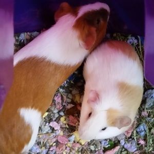 Meet your Posher, Aditi